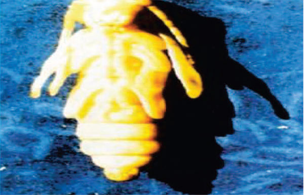 شفیره سوسک شاخک بلند یونجه